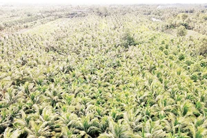 Dừa được trồng mới tại xã Phú Cần, tỉnh Vĩnh Long.