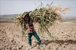 Em nhỏ làm việc dưới trời nắng nóng tại Tigray, Ethiopia. (Ảnh: AFP/TTXVN)