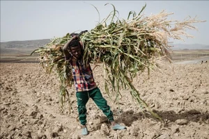 Em nhỏ làm việc dưới trời nắng nóng tại Tigray, Ethiopia. (Ảnh: AFP/TTXVN)