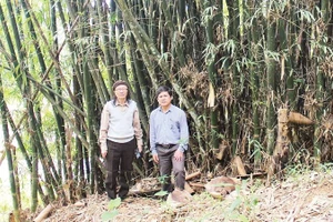 Cán bộ Viện Hàn lâm Khoa học và Công nghệ Việt Nam trong một chuyến nghiên cứu, tìm hiểu về các loại tre trúc tại khu vực Tây Nguyên. (Ảnh DUY MINH)