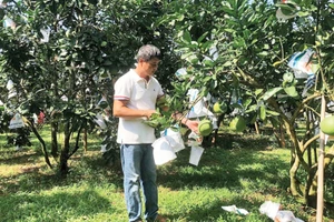 Mô hình trồng bưởi của gia đình anh Vũ Đình Luyến tỉnh Phú Thọ được khuyến nông hỗ trợ sản xuất theo hướng an toàn. (Ảnh: NGUYÊN PHÚC)