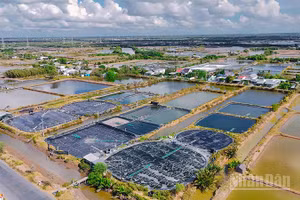 Các xã, phường ven biển tỉnh Vĩnh Long có lợi thế nuôi tôm công nghiệp, mật độ cao.