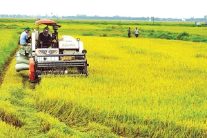 Lúa là cây trồng chủ lực của tỉnh Quảng Trị được cấp 35 mã số vùng trồng.