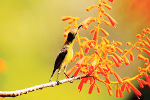 Chim hút mật xác pháo và hoa ngô đồng.