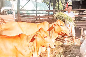 Ông Nguyễn Mạnh Đoàn ở thôn Thành Sơn, thuộc diện hộ nghèo và được địa phương hỗ trợ vay 20 triệu đồng từ Ngân hàng Chính sách xã hội và người thân trong gia đình hỗ trợ thêm vốn để mua một con bò cái sinh sản và chục con dê chăn nuôi, đem lại thu nhập gần 50 triệu đồng/năm, đời sống được cải thiện nhiều.