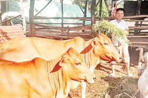 Ông Nguyễn Mạnh Đoàn ở thôn Thành Sơn, thuộc diện hộ nghèo và được địa phương hỗ trợ vay 20 triệu đồng từ Ngân hàng Chính sách xã hội và người thân trong gia đình hỗ trợ thêm vốn để mua một con bò cái sinh sản và chục con dê chăn nuôi, đem lại thu nhập gần 50 triệu đồng/năm, đời sống được cải thiện nhiều.