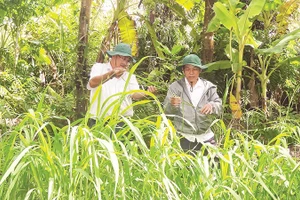 Cán bộ Phòng Khoa học và Bảo tồn đất ngập nước, Khu Bảo tồn thiên nhiên Lung Ngọc Hoàng kiểm tra sinh trưởng cây lúa hoang. 