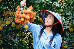 Phường Bình Lộc được xem là “thủ phủ” trái cây của thành phố Đồng Nai, với các loại chôm chôm, sầu riêng ngon nức tiếng ở khu vực phía nam.