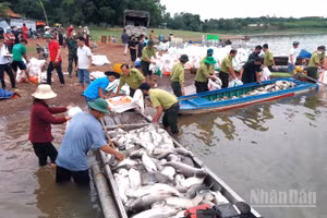 Lực lượng chức năng hỗ trợ người dân vớt số cá chết đưa vào bờ.
