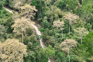 Diện tích rừng ở Khu Bảo tồn Đồng Nai đang được bảo vệ tốt.