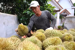 Nông dân Đồng Nai đang bước vào chín vụ thu hoạch sầu riêng giống Thái.