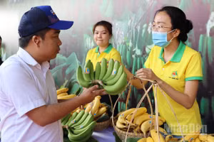 Đồng Nai được xem là thủ phủ chuối của khu vực phía nam và cả nước.