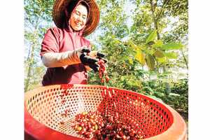 Chị Trần Mai Hương, Giám đốc Hợp tác xã Nông nghiệp xanh An Việt Farm đang thu hoạch cà- phê đặc sản.