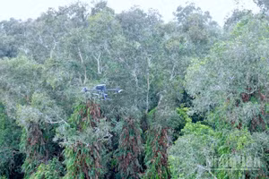 Thiết bị flycam đang thực hiện chuyến bay tuần tra trên không, giúp lực lượng chức năng luồn lách và giám sát chặt chẽ các mảng rừng tràm có mật độ cây dày đặc.