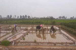 Nông dân xuống đồng cấy lúa. (Ảnh: PV)