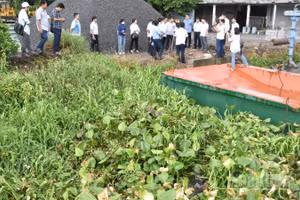 Ngành chức năng kiểm tra chất lượng nước tại khu vực có rau màu, cây ăn trái thiệt hại.