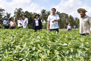Lãnh đạo tỉnh Đồng Tháp kiểm tra ruộng rau thiệt hại ở xã Long Hưng. 