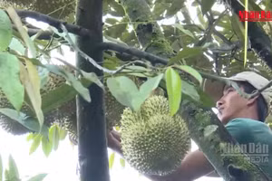 [Video] Phân cấp cho cấp xã cấp mã số vùng trồng, cơ sở đóng gói