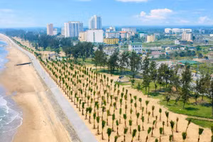 Hàng nghìn cây dừa được trồng dọc tuyến đường dạo bộ ven bãi biển, góp phần tạo cảnh quan xanh mát và chỉnh trang diện mạo đô thị biển.