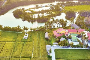 Đồng lúa xanh rì, nơi anh Thanh cùng bà con nông dân tạo nên trải nghiệm độc đáo cho thực khách. (Ảnh: NVCC)