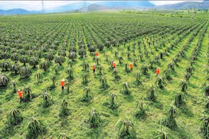 Nhiều nông dân trồng giống thanh long mới.
