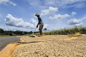 Indonesia đang triển khai các biện pháp ứng phó nguy cơ El Niño. Ảnh: Nông dân Indonesia phơi lúa ngay bên bờ ruộng/TTXVN 