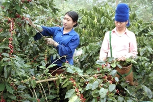 Hiện có tới hơn 90% khối lượng hàng cà phê xuất khẩu của Việt Nam là sản phẩm sơ chế. (Ảnh Danh Lam) 