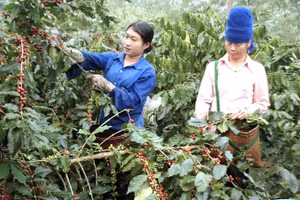 Hiện có tới hơn 90% khối lượng hàng cà phê xuất khẩu của Việt Nam là sản phẩm sơ chế. (Ảnh Danh Lam) 