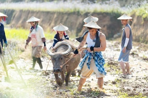 Các nghệ sĩ trong một buổi cày ruộng trong chương trình truyền hình thực tế về nông thôn-“Gia đình Haha".