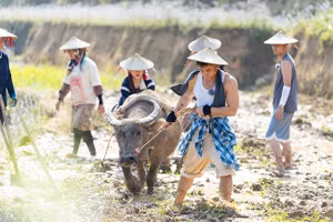 Các nghệ sĩ trong một buổi cày ruộng trong chương trình truyền hình thực tế về nông thôn-“Gia đình Haha".