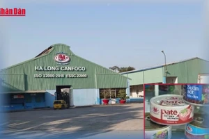 [Video] Bắt khẩn cấp Tổng Giám đốc Công ty CP Đồ hộp Hạ Long 