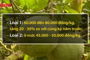 [Video] Bưởi tết 2026 có xu hướng tăng giá do mất mùa