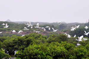 [Ảnh] “Ga chim quốc tế” ở khu Ramsar Xuân Thủy