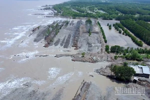 Sạt lở đất diễn biến phức tạp, phương hại trực tiếp đến tính mạng và đời sống của người dân vùng ven biển Cà Mau.