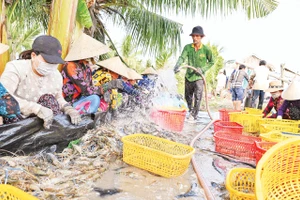 Nông dân xã Vĩnh Tuy thu hoạch tôm càng xanh.