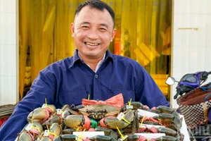 Cua Cà Mau có tem truy xuất nguồn gốc, không lẫn lộn với cua ở các vùng, miền khác trong cả nước.