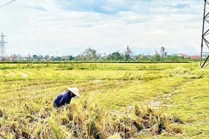 Người dân ở Nghệ An dựng lúa bị đổ ngã sau bão số 10. Ảnh: Phú Hương