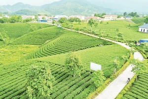 Đồi chè La Bằng.