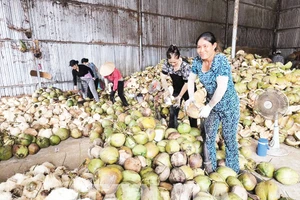 Dừa hữu cơ là một trong ba loại cây trồng chủ lực của tỉnh Vĩnh Long.