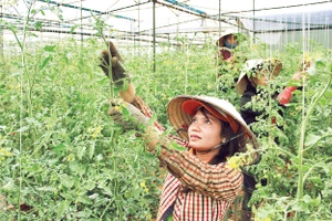 Đồng bào dân tộc Cơ Ho được hỗ trợ đầu tư sản xuất rau trong nhà kính.