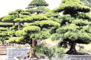 Cây cảnh Vị Khê được liệt vào hạng “kỳ hoa dị thảo”, có giá trị không chỉ về tiền bạc mà còn như những tác phẩm nghệ thuật có một không hai.