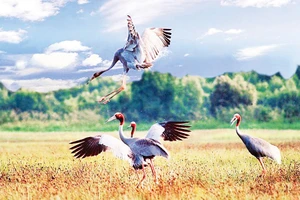 Cơ quan chức năng Đồng Tháp đang tích cực bảo tồn sếu đầu đỏ. Ảnh: ĐOÀN HỒNG