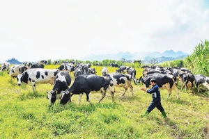 Công nhân Mộc Châu Milk chăm sóc đàn bò sữa. Ảnh: Thành Đạt