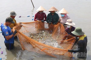 Mô hình nuôi tôm càng xanh toàn đực xã Long Hòa, tỉnh Vĩnh Long đang được khuyến khích nhân rộng.