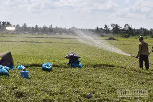 Nông dân xã Long Hưng (tỉnh Đồng Tháp) vệ sinh đồng ruộng chuẩn bị cho vụ mùa mới.