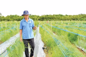 Vùng trồng măng tây của xã viên Hợp tác xã hành tím Vĩnh Châu ở xã Vĩnh Hải, thành phố Cần Thơ.