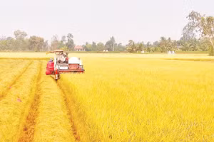 Sản xuất lúa chất lượng cao, phát thải thấp đang từng bước trở thành hướng đi chủ đạo, gắn với liên kết tiêu thụ, xây dựng thương hiệu và nâng cao giá trị hạt gạo Tây Ninh.