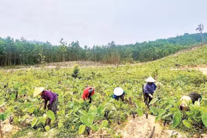 Mô hình trồng cây khoai môn ở xã Quảng Đức góp phần nâng cao thu nhập cho người dân.
