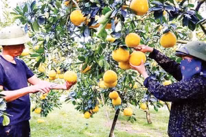 Việc áp dụng khoa học kỹ thuật vào sản xuất đã mang lại hiệu quả kinh tế cao cho nông dân trồng bưởi tại tỉnh Phú Thọ.