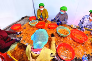 Sự chuyển mình của làng nghề thể hiện qua những dây chuyền khép kín, hiện đại tại Công ty Vĩnh Tài. Mỗi ngày, đơn vị này cung ứng ra thị trường hơn một tấn bánh thành phẩm.